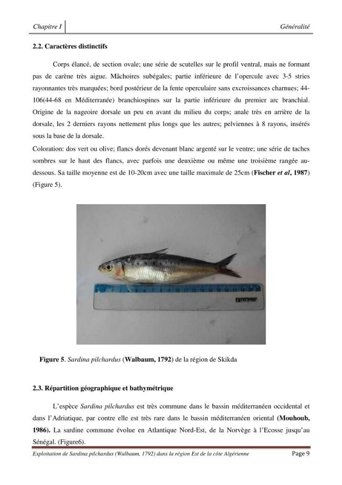Exploitation de la sardine Sardina pilchardus ( Walbaum,1792) de la région Est de la côte Algerienne ( Jijel,Skikda et Annaba)