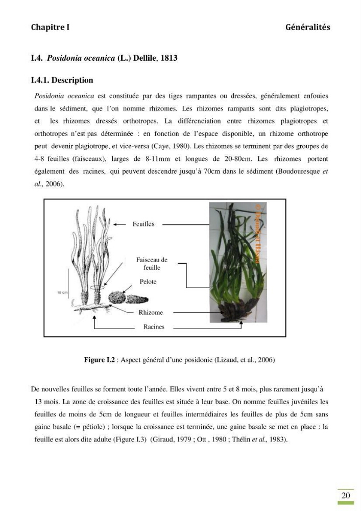 Contribution à l\'étude des paramètres vitaux de l\'herbier à posidonie ( Posidonia oceanica) en relation avec la pollurtion: