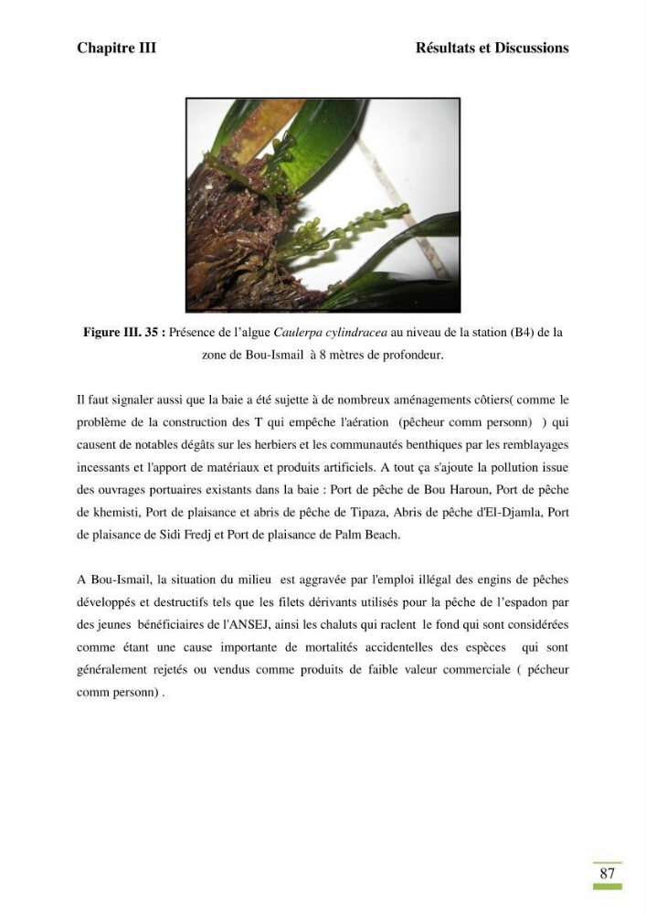 Contribution à l\'étude des paramètres vitaux de l\'herbier à posidonie ( Posidonia oceanica) en relation avec la pollurtion: