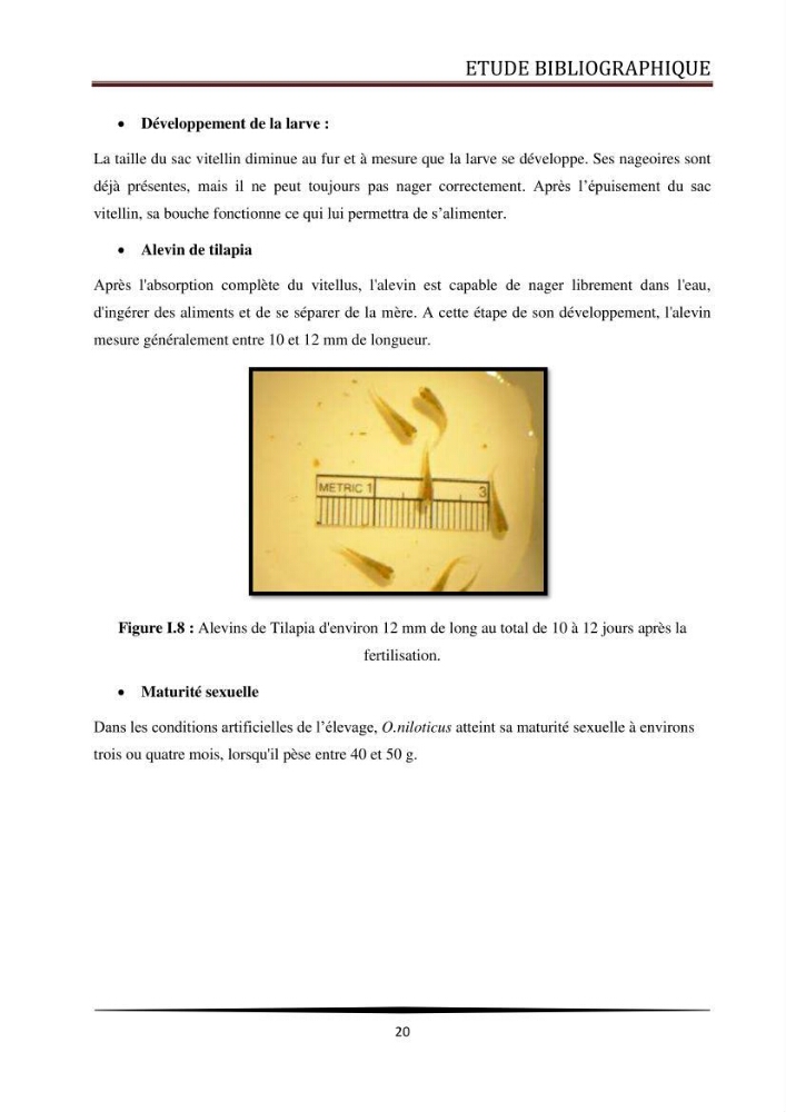 Valorisation de la culture des vers de farine dans l\'alimentation du Tilapia du Nil Oreochromis niloticus (Linnaeus, 1758°