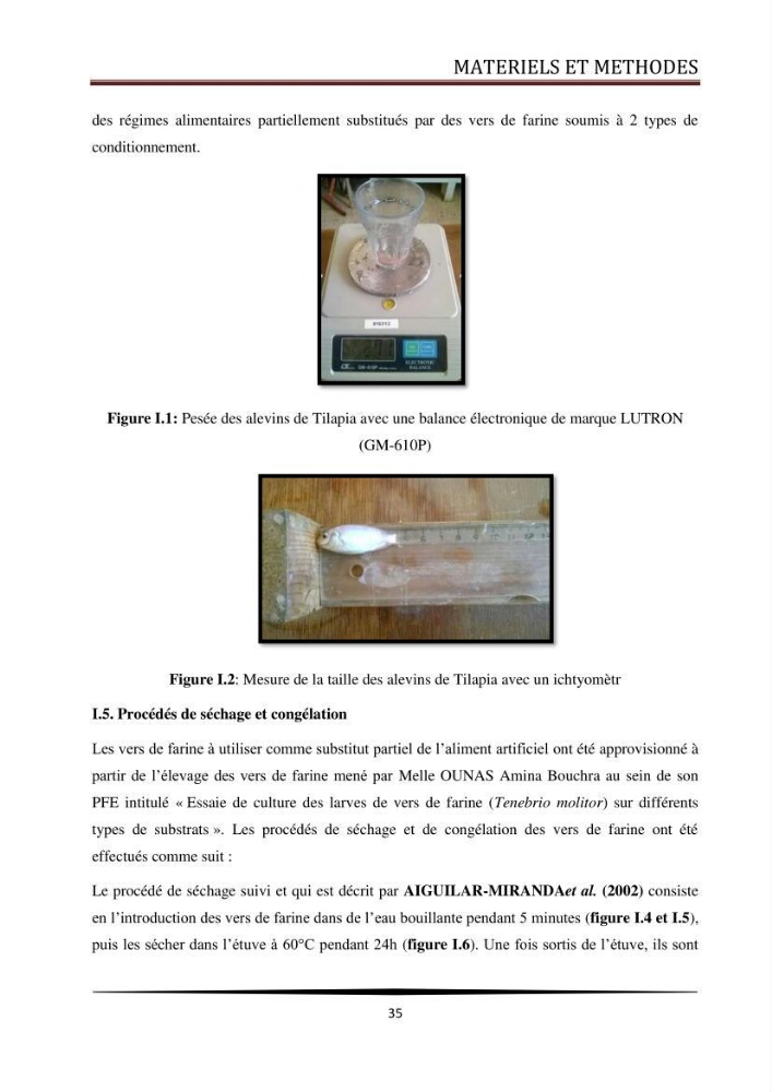 Valorisation de la culture des vers de farine dans l\'alimentation du Tilapia du Nil Oreochromis niloticus (Linnaeus, 1758°