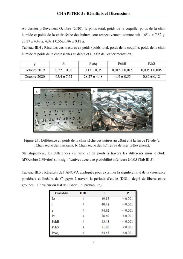 Etude des performances de croissance de l\'huître Crassostrea gigas (THUNBERG, 1793) triploïde de l\'élevage Cultures Marines (Tipaza)