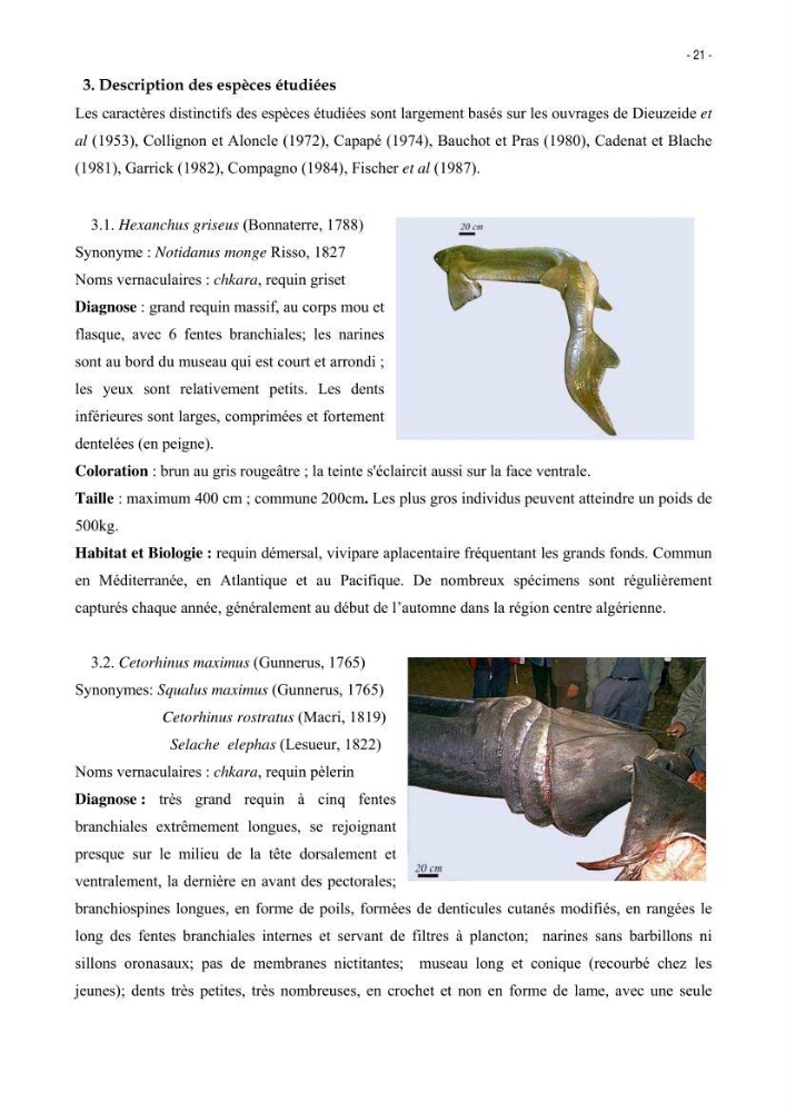 Les Sélaciens de la côte algérienne, biosystématique des requins et les raies