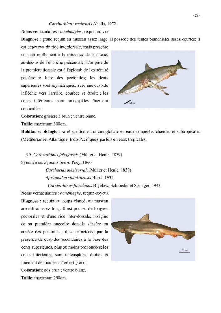 Les Sélaciens de la côte algérienne, biosystématique des requins et les raies