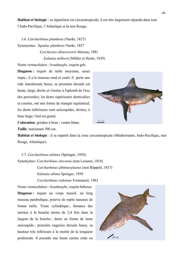 Les Sélaciens de la côte algérienne, biosystématique des requins et les raies