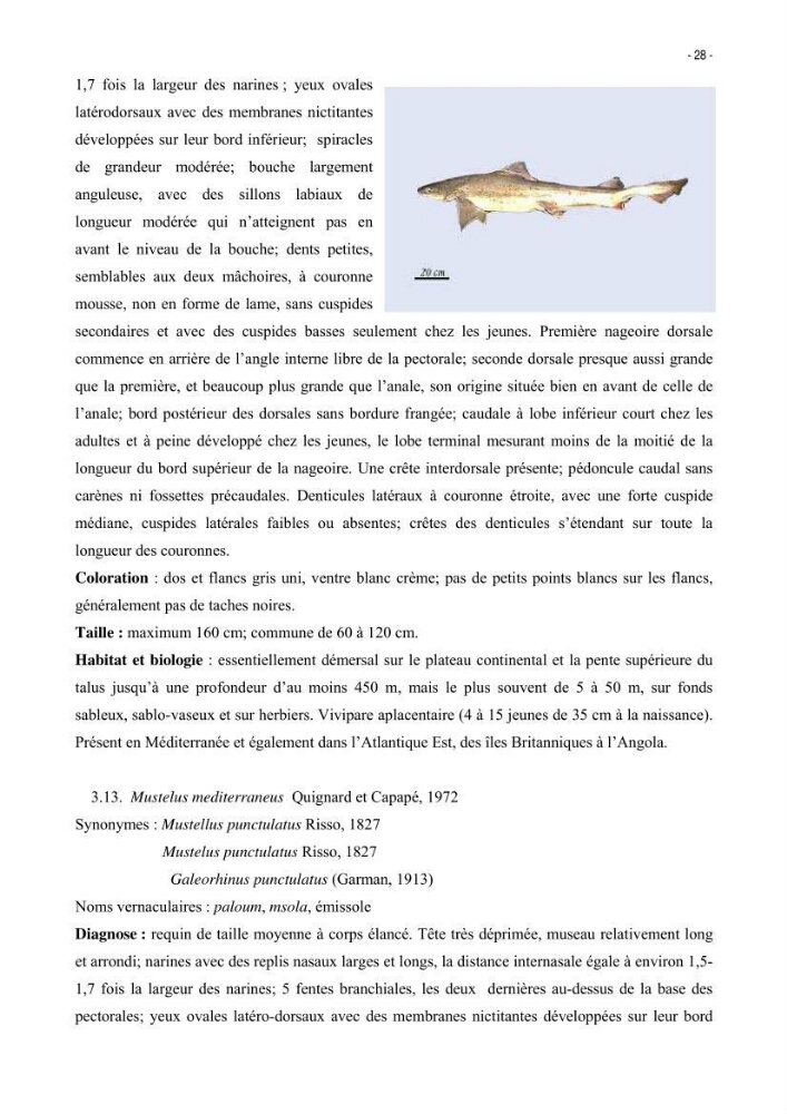 Les Sélaciens de la côte algérienne, biosystématique des requins et les raies