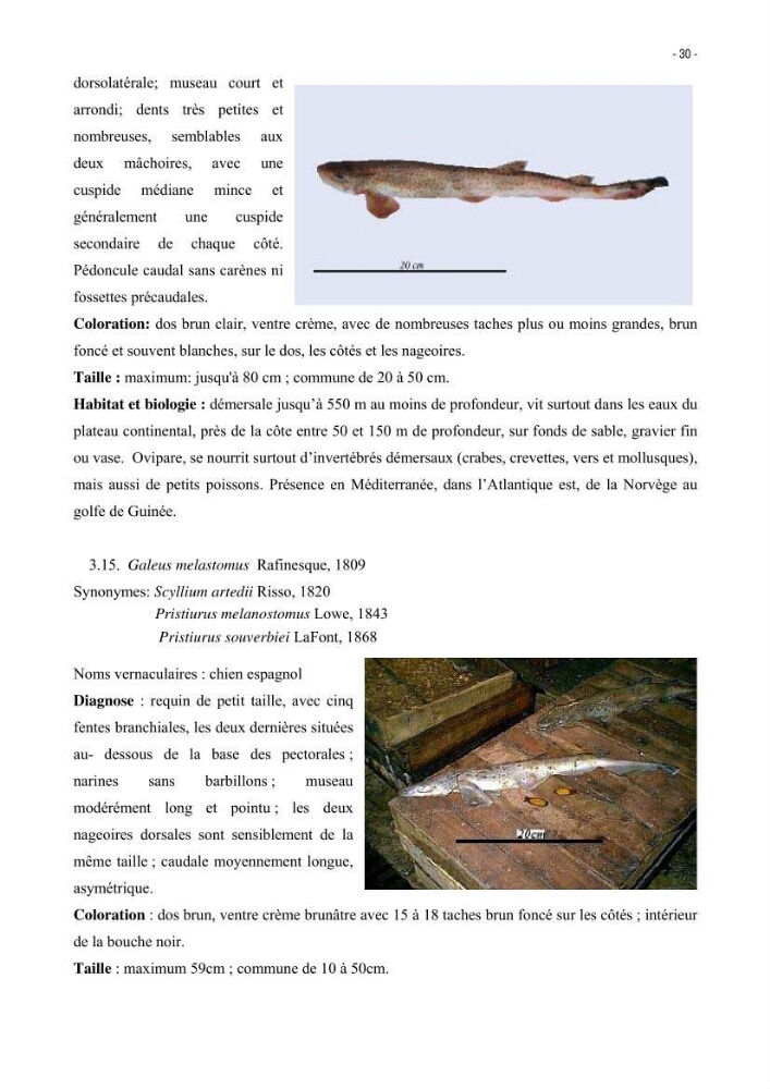 Les Sélaciens de la côte algérienne, biosystématique des requins et les raies