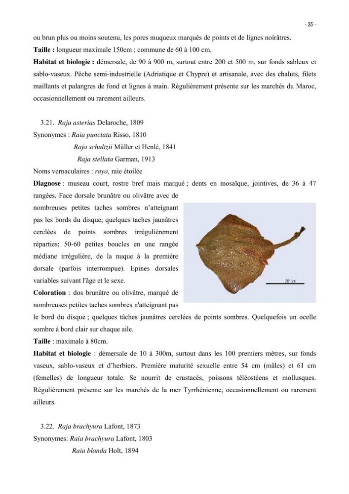 Les Sélaciens de la côte algérienne, biosystématique des requins et les raies