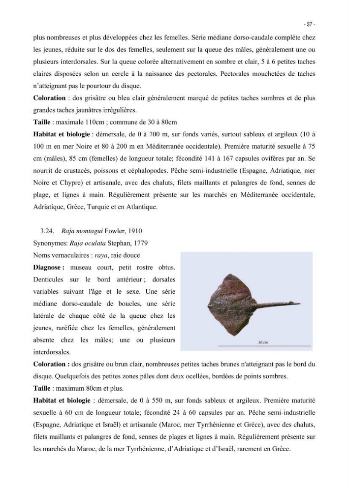 Les Sélaciens de la côte algérienne, biosystématique des requins et les raies