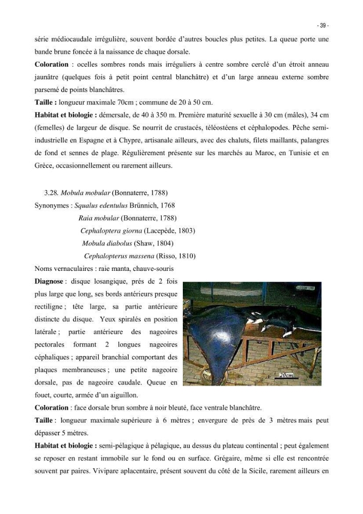 Les Sélaciens de la côte algérienne, biosystématique des requins et les raies