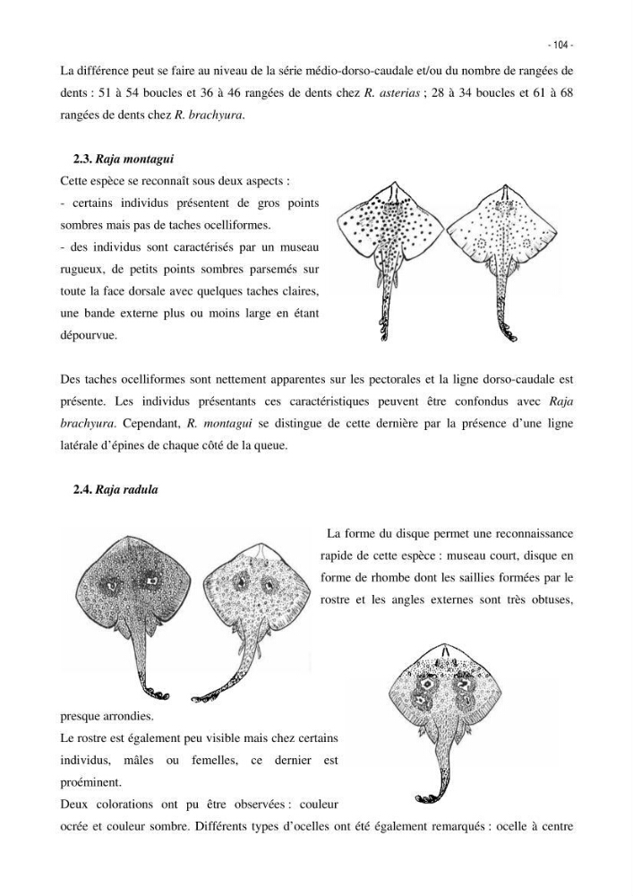 Les Sélaciens de la côte algérienne, biosystématique des requins et les raies