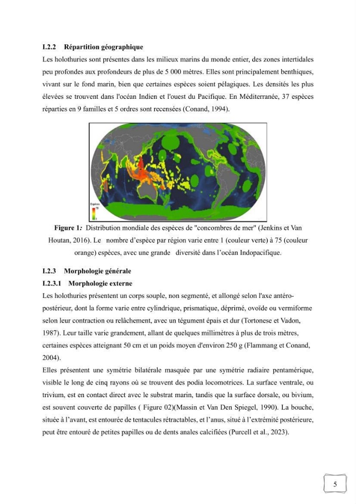 Contribution à la valorisation des coproduits des espèces d\'holothurie ( concombre de mer ) pêchées dans la côte algérienne
