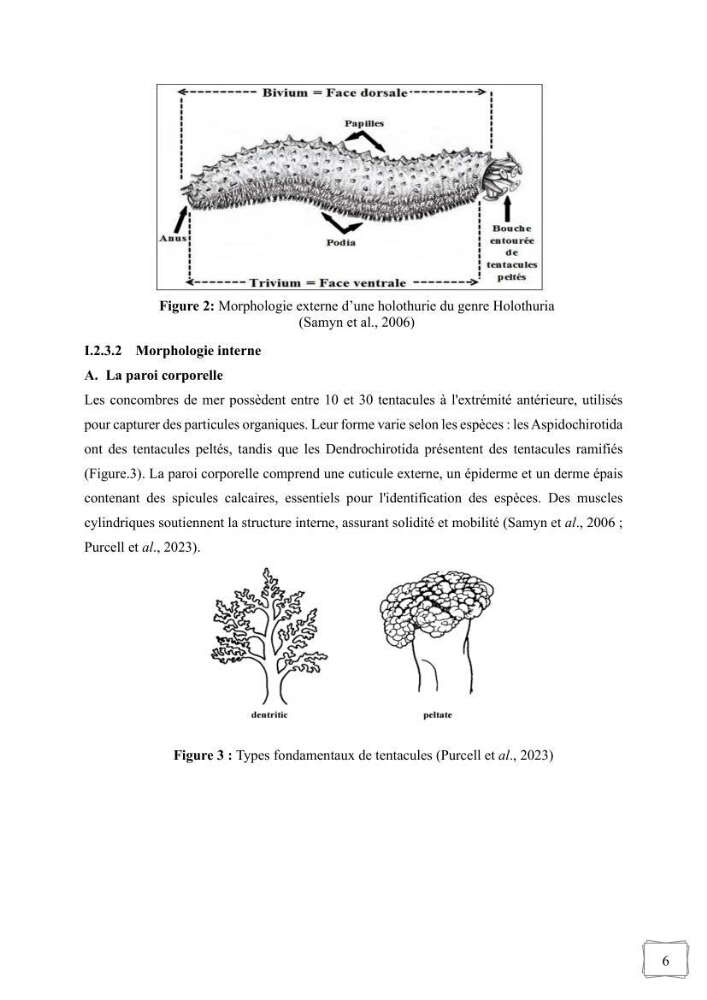 Contribution à la valorisation des coproduits des espèces d\'holothurie ( concombre de mer ) pêchées dans la côte algérienne