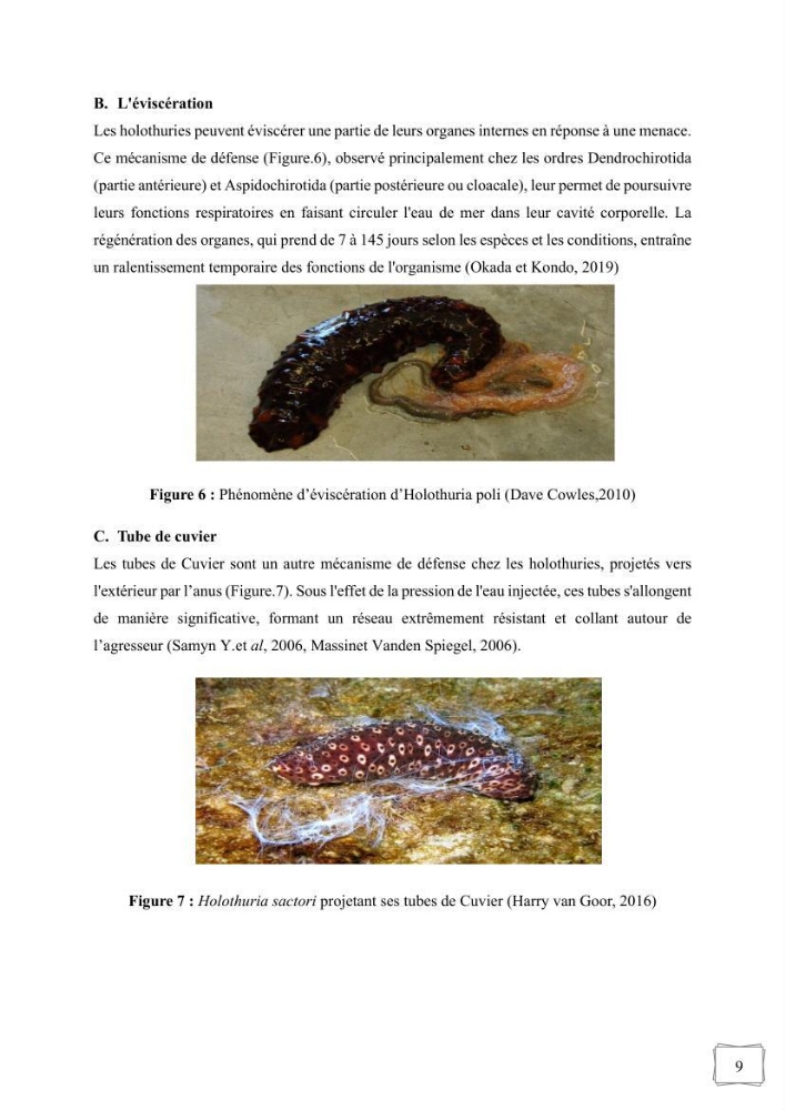 Contribution à la valorisation des coproduits des espèces d\'holothurie ( concombre de mer ) pêchées dans la côte algérienne