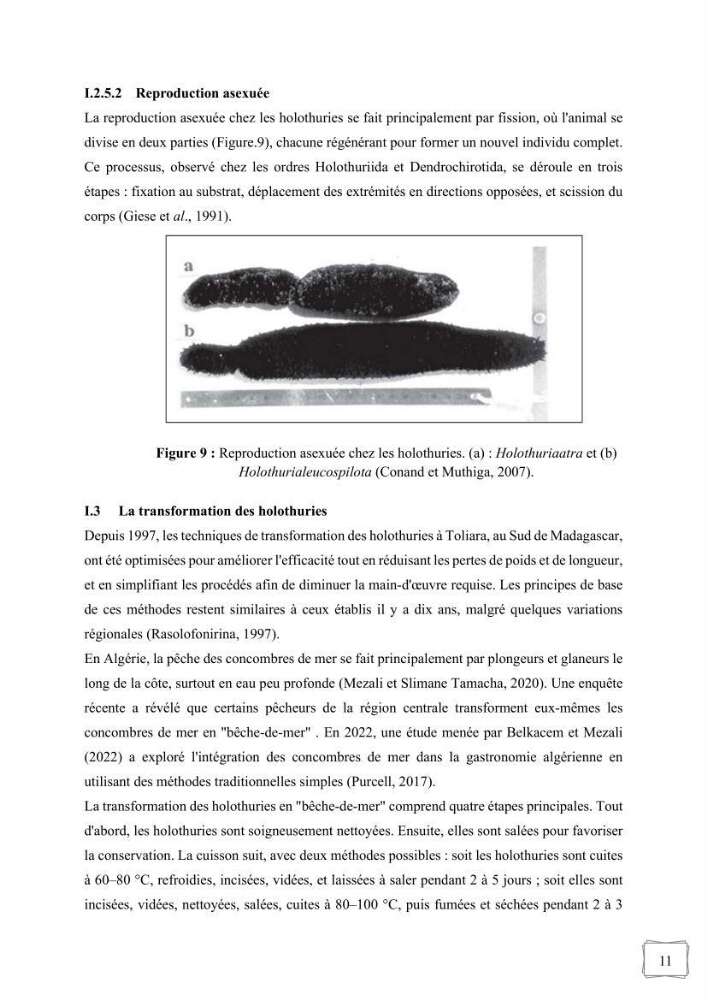 Contribution à la valorisation des coproduits des espèces d\'holothurie ( concombre de mer ) pêchées dans la côte algérienne