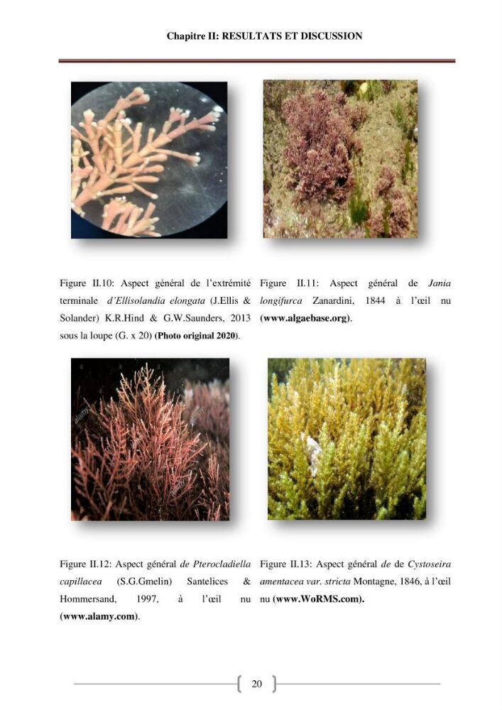Bioévaluation de la qualité des eaux marines côtières les peuplements macrophytes benthiques.