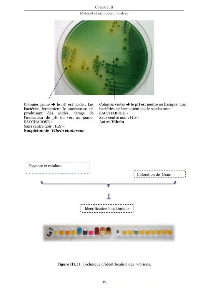 Evaluation de la qualité (microbiologie, métaux lourds, granulométrie et hydrocarbures) des sédiments de dragage du port de Sidi-Fredj en vue d\'une immersion
