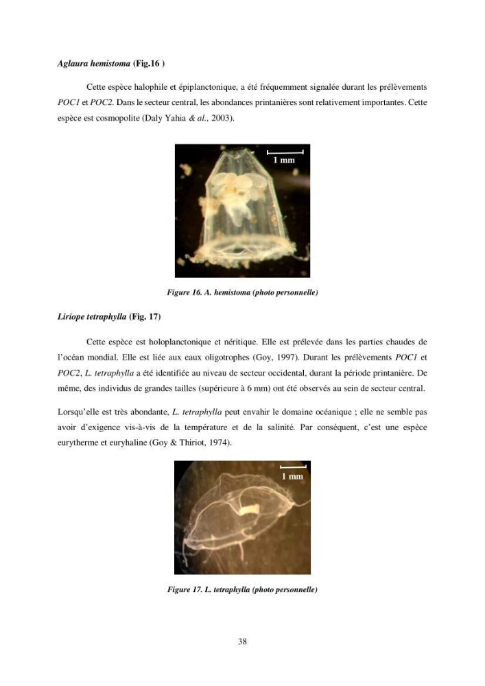 Peuplement de meduses des côtes Algeriennes