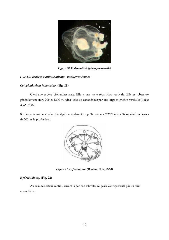 Peuplement de meduses des côtes Algeriennes