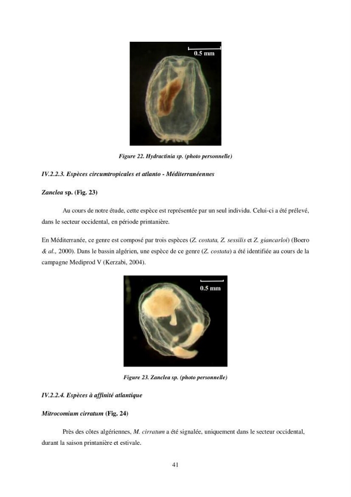 Peuplement de meduses des côtes Algeriennes