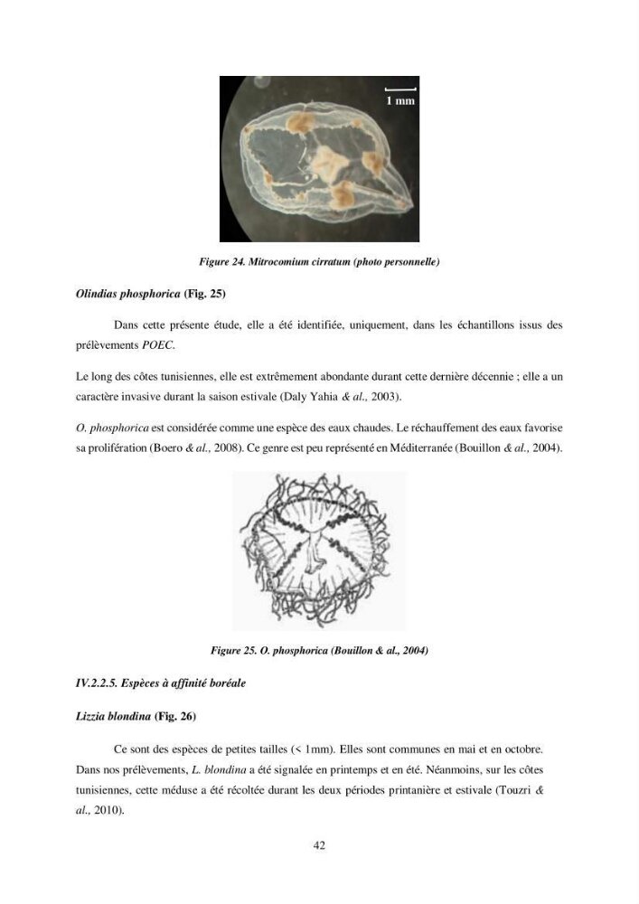 Peuplement de meduses des côtes Algeriennes