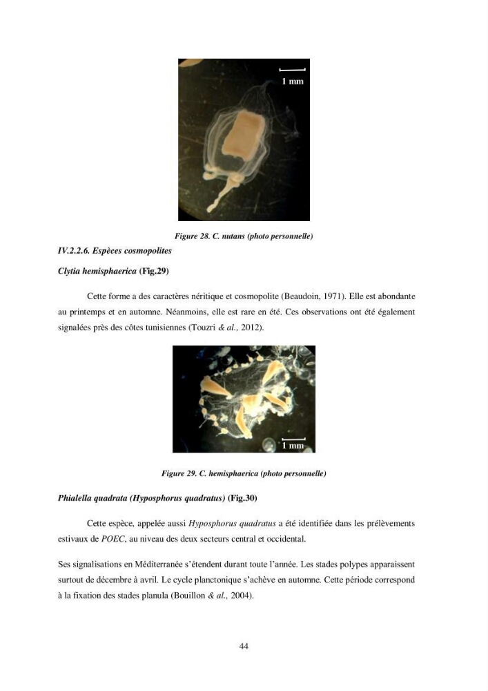 Peuplement de meduses des côtes Algeriennes