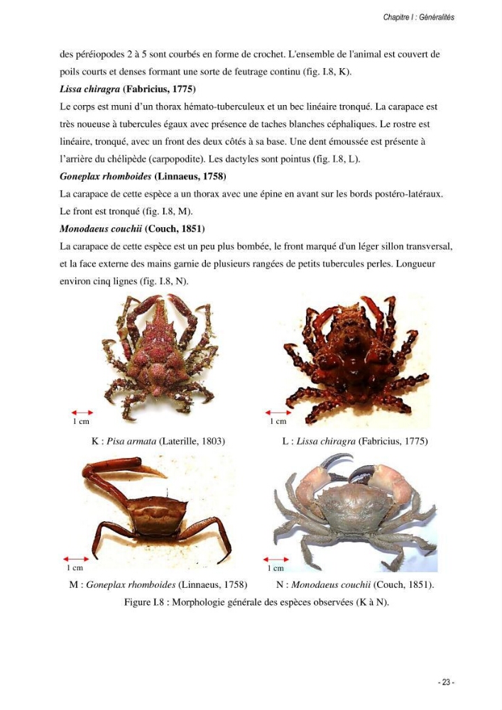 Les crabes chalutés dans le bassin algérien: systématique, Ecologie et Dynamique des populations exploitées