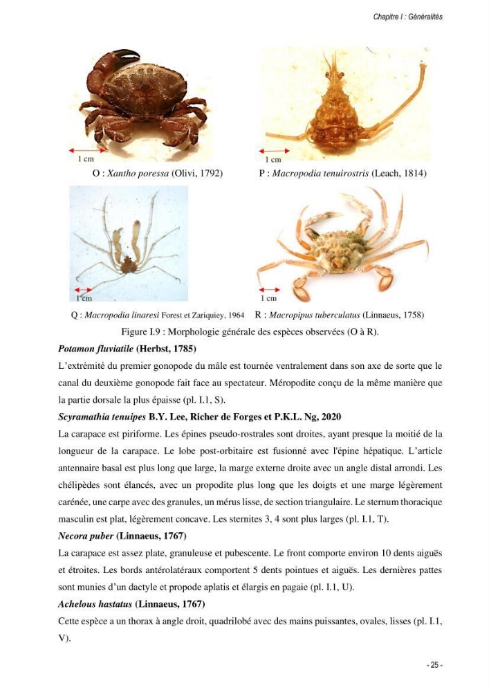 Les crabes chalutés dans le bassin algérien: systématique, Ecologie et Dynamique des populations exploitées