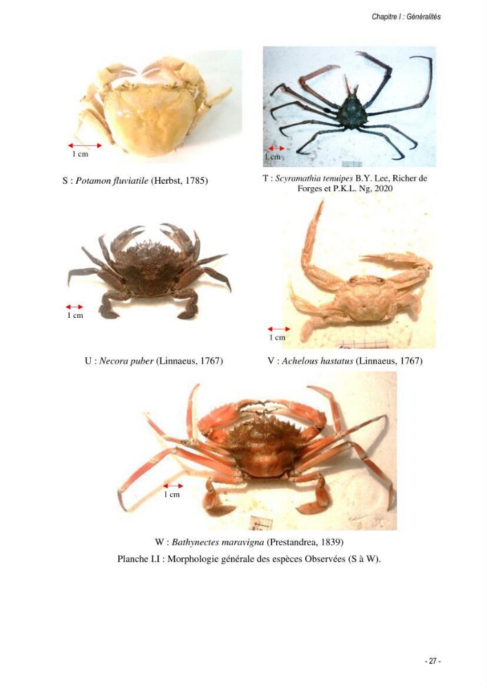 Les crabes chalutés dans le bassin algérien: systématique, Ecologie et Dynamique des populations exploitées