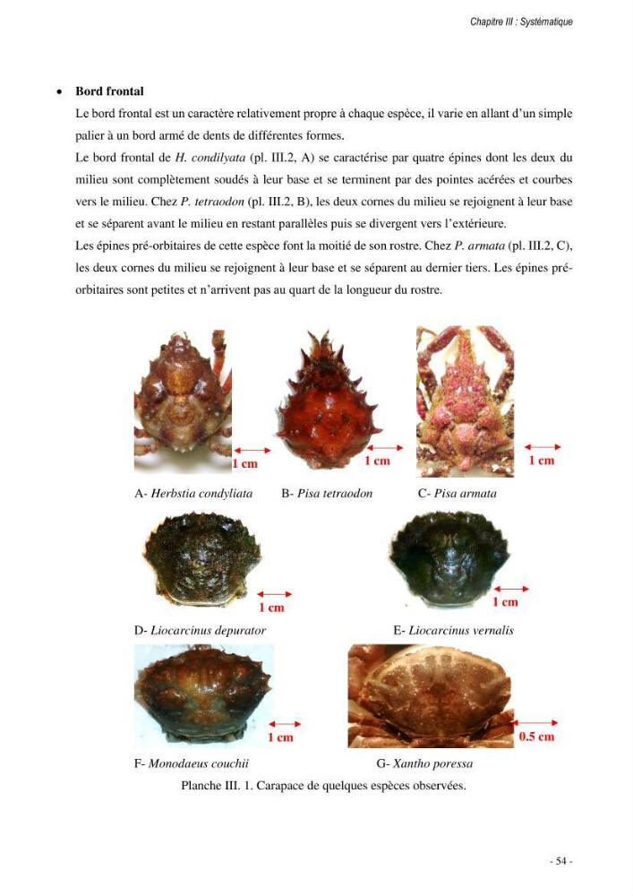 Les crabes chalutés dans le bassin algérien: systématique, Ecologie et Dynamique des populations exploitées