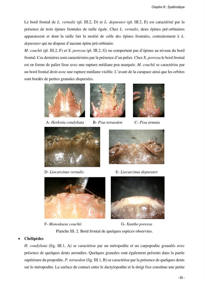 Les crabes chalutés dans le bassin algérien: systématique, Ecologie et Dynamique des populations exploitées