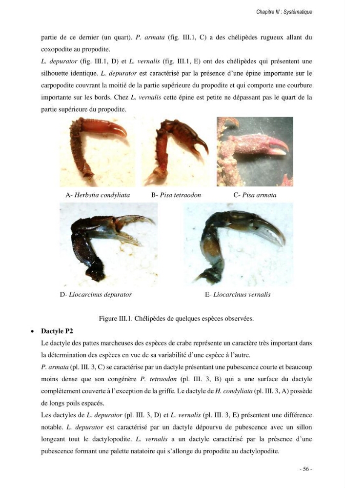 Les crabes chalutés dans le bassin algérien: systématique, Ecologie et Dynamique des populations exploitées