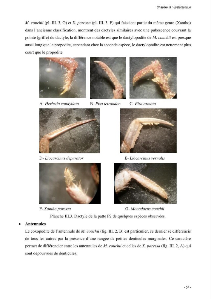 Les crabes chalutés dans le bassin algérien: systématique, Ecologie et Dynamique des populations exploitées