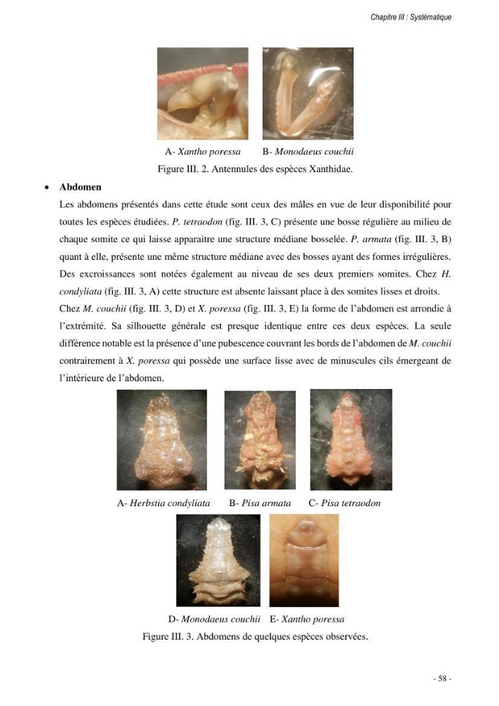Les crabes chalutés dans le bassin algérien: systématique, Ecologie et Dynamique des populations exploitées