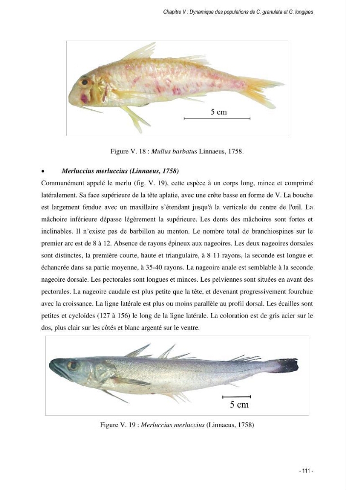 Les crabes chalutés dans le bassin algérien: systématique, Ecologie et Dynamique des populations exploitées