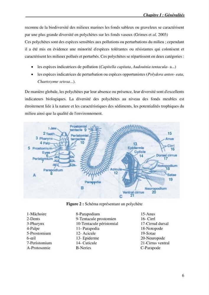 Inventaire de référence des polychètes de la côte algérienne composante de la base des données BANBIOM: