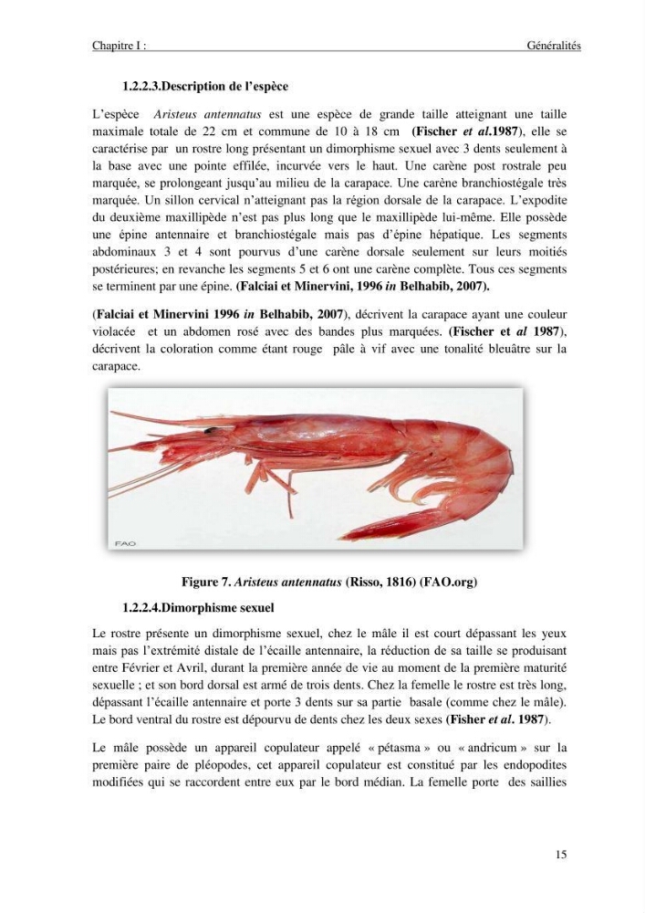 Contribution à l\'étude des crevettes (crustacés décapodes) de la baie de Bou-Ismail