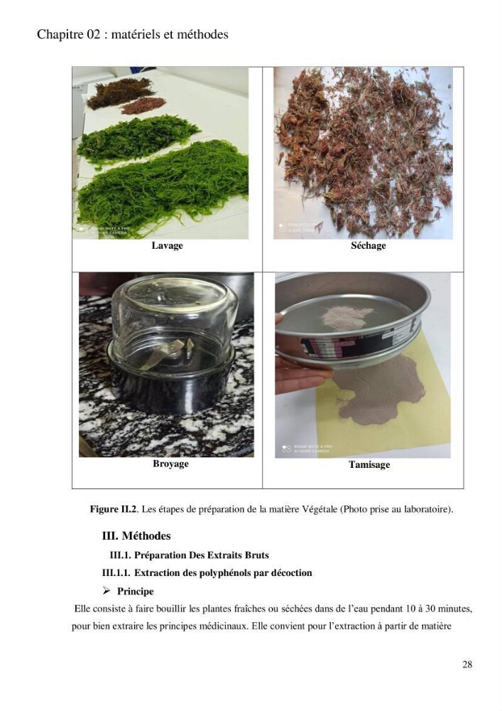 Etude de l\'extraction des composés phénoliques à partir de quelques espèces d\'algue marine