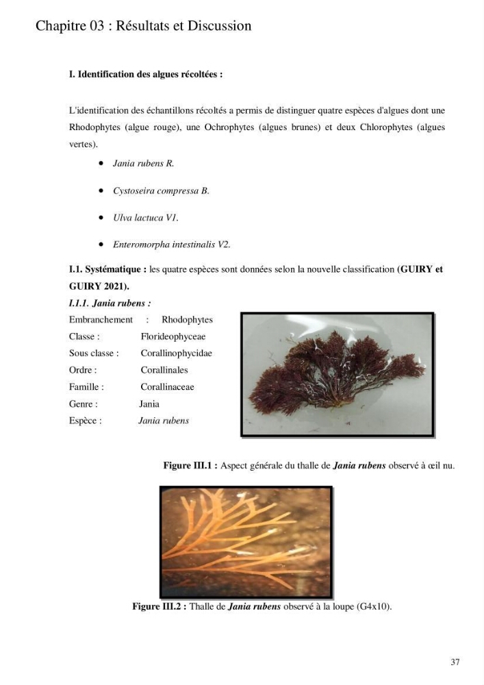 Etude de l\'extraction des composés phénoliques à partir de quelques espèces d\'algue marine