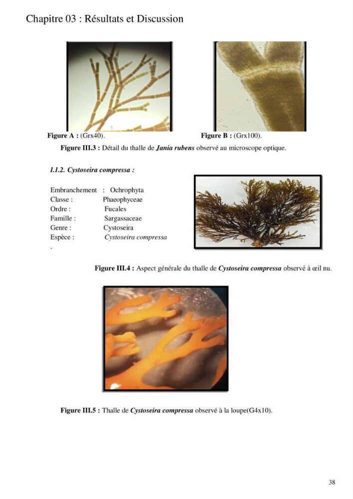 Etude de l\'extraction des composés phénoliques à partir de quelques espèces d\'algue marine