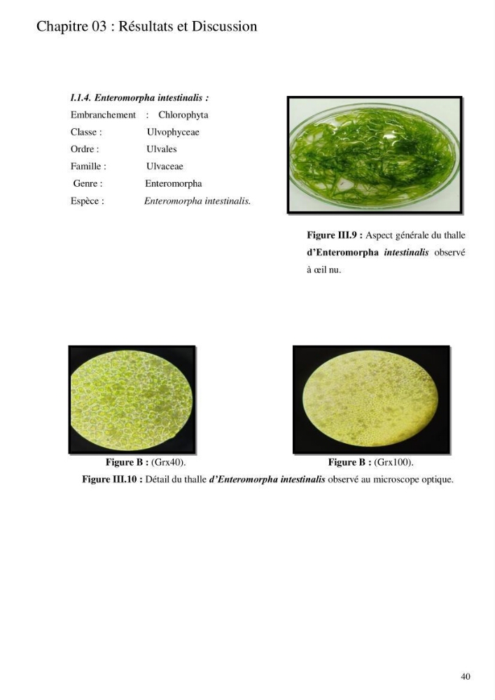 Etude de l\'extraction des composés phénoliques à partir de quelques espèces d\'algue marine