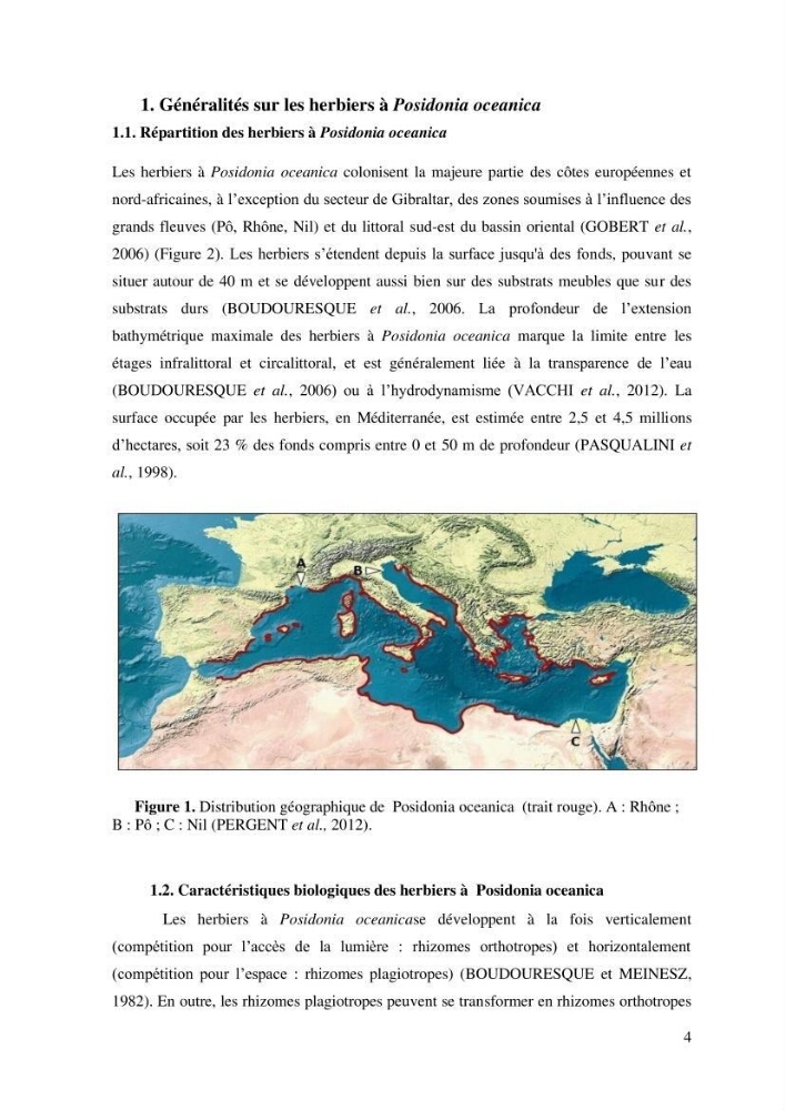 Variabilité de l\'abondance des cellules à TANIN chez Posidonia oceanica (Linnaeus) Delile 1813