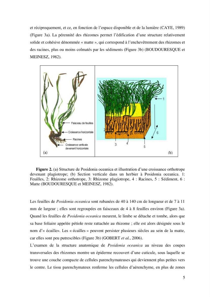 Variabilité de l\'abondance des cellules à TANIN chez Posidonia oceanica (Linnaeus) Delile 1813