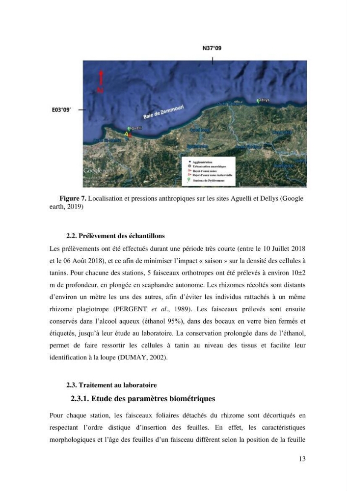 Variabilité de l\'abondance des cellules à TANIN chez Posidonia oceanica (Linnaeus) Delile 1813