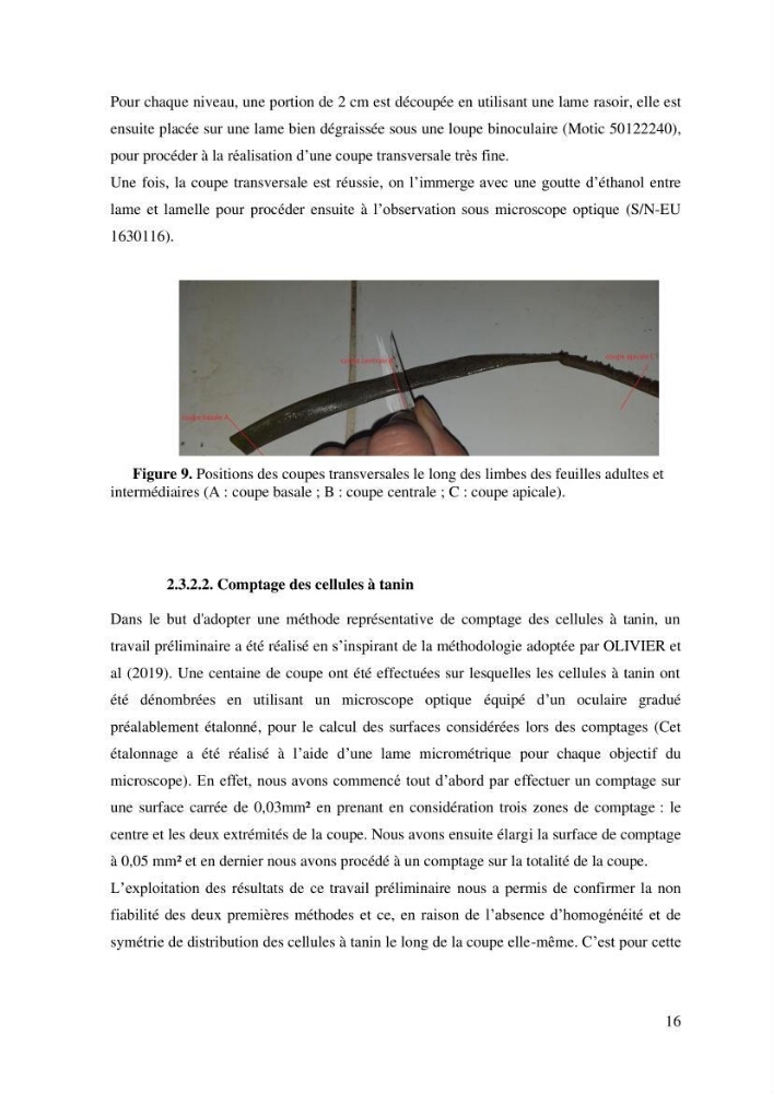 Variabilité de l\'abondance des cellules à TANIN chez Posidonia oceanica (Linnaeus) Delile 1813
