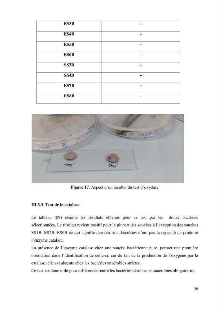 Isolement et caractérisation des bactéries dégradants les différentes fractions du pétrole: cas d\'études : port de la Madrague, Ain Benian