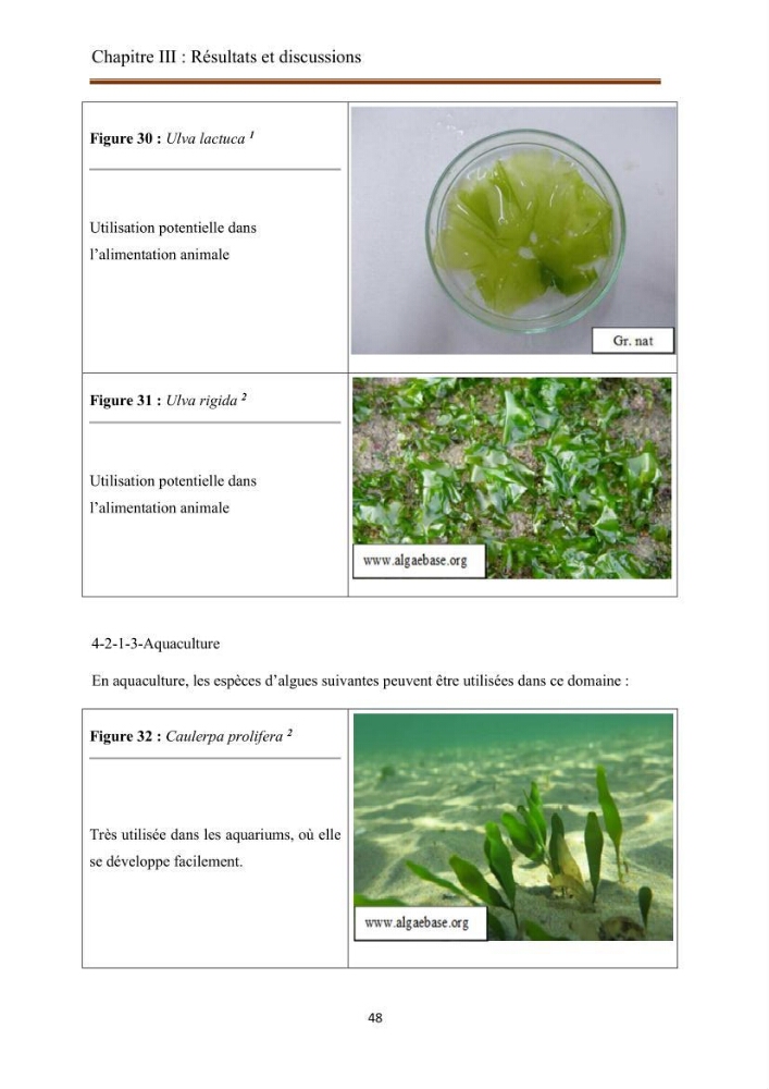 Actualisation de la taxonomie et de l\'inventaire des chlorobiontes des côtes Algériennes et mise en évidence des espèces aquacole