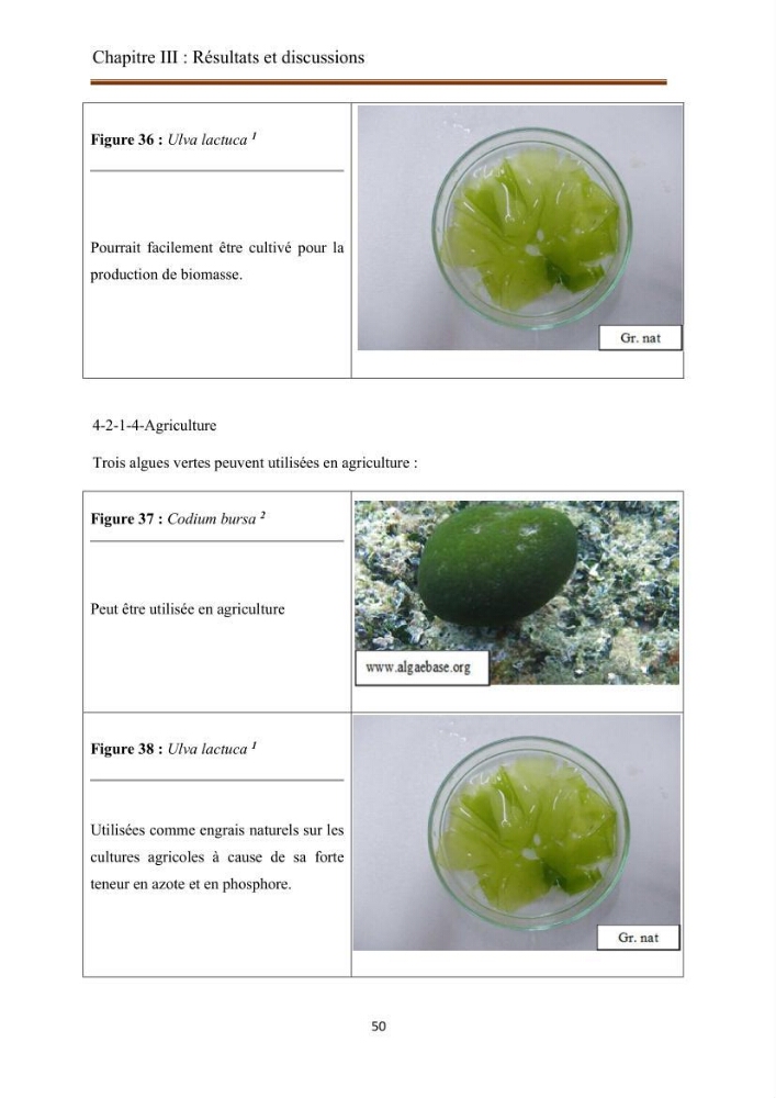 Actualisation de la taxonomie et de l\'inventaire des chlorobiontes des côtes Algériennes et mise en évidence des espèces aquacole