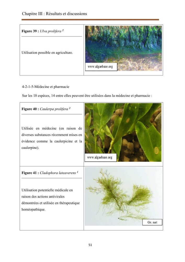 Actualisation de la taxonomie et de l\'inventaire des chlorobiontes des côtes Algériennes et mise en évidence des espèces aquacole