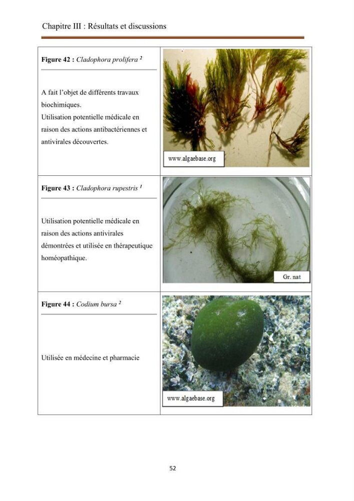 Actualisation de la taxonomie et de l\'inventaire des chlorobiontes des côtes Algériennes et mise en évidence des espèces aquacole